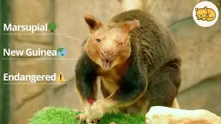 Meet the Kangaroo That Climbs Trees!  The Goodfellow's tree-kangaroos at Beauval Zooin France