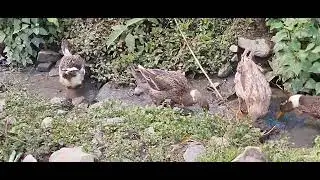 Beautiful Nepal Travel vlog by Resham