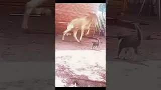 One Punch Cat (funny edit)