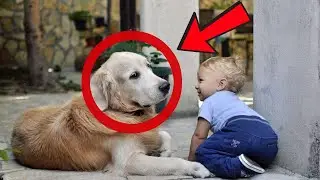 (FULL) Dog Wouldn&rsquo;t Stop Staring At The Baby&mdash;But What They Discovered Later Left Them Shocked