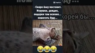 😂😂 #юмор #смех #shortsvideo #shortvideo #cat #catvideos