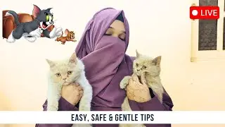How to Clean Your Kitten 🛁🐱 | Easy, Safe & Gentle Tips