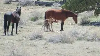 Freshly born wild baby horse