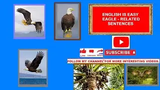 EASY ENGLISH EAGLE 36 LINES. ESSAY ON EAGLE, WORDS, SENTENCES OF EAGLE, @Srinivasarao Mogalapu