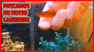 Pegamos coisas de casa e montamos um aquário (PARTE 6 DE 6 - SOLTANDO OS PEIXES)