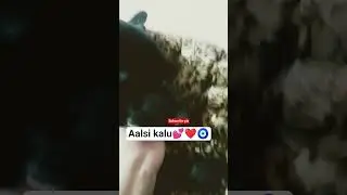 #labrador #comedy #lab #memes #funny #ytshorts #dog #funnypets #pets #goldenretreivers #ytshorts #yt