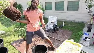 How to grow Blueberries in containers || Mixing up Acidic Soil to Plant Blueberries | lioncrest