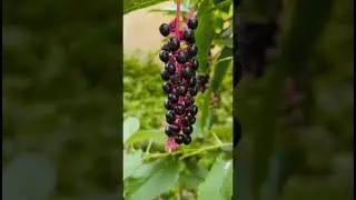 Лаконос американский в Абхазии