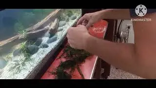 finally, plant and nano light unboxing, plants from @CryptKeeperAquatics