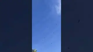 Flying Sycamore (or Maple) Seeds