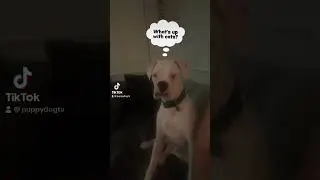 #dogfilter