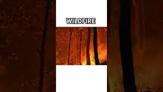 #wildfire #plants #animals #earth