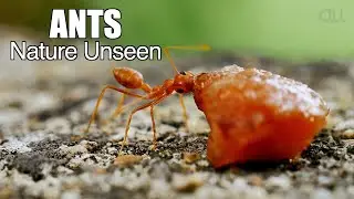 Ants - Nature Unseen [ASMR] Macro