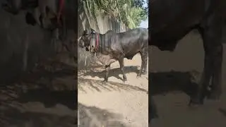 Syam kapila - Black kapila gir cow | Not For sale
