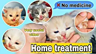 Cat fungal infaction || how to care fungal infection cat and kitten || kitten fungal infaction
