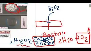 Catalast test