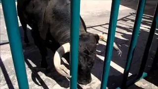 Encierro a caballo Fuenteguinaldo, sábado 2013