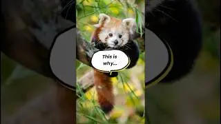 Why does the red panda have such a long, bushy tail? The answer might surprise you!