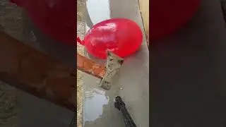 Satisfying Water Balloon Trick || Amazing Balloon Trick By DEE MOO #short #ep019