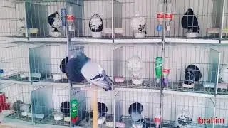 Pigeon buchon gaditano maroc palomas gaditanos