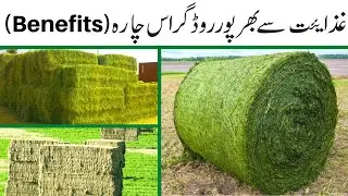 Rhodes Grass | Rhodes Grass In Pakistan | Benefits of Rhodes Grass | Rhodes Grass Seeds Z