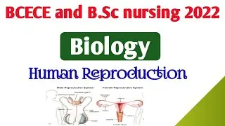 Human reproduction2 | BCECE 2022 questions | B.Sc nursing 2022 questions | Bihar BCECE question 2022