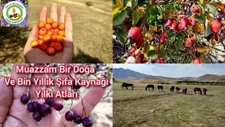 1000 Yılın &Uuml;zerindeki En İyi Doğal Tıp Uzun &Ouml;m&uuml;r Ve Kansersiz Yaşam Sırrı Burda 🌳Yılkı Atları Dansı