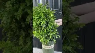 DIY Topiary Garden Topiary Rabbit Shaping with Live Boxwood Foliages