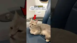 Chat sur un vol de cinq heures  ✈️❤️