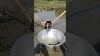 Traditional Pipe Fishing Trap In Beel #fishing #fishingvideo