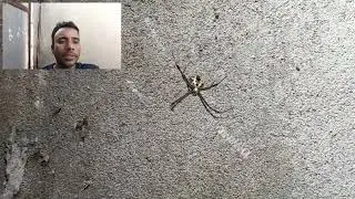 CLASS ARACHNIDA &ndash; ARANEAE - Spider &bull; Produce silk|| know about insects||beautiful nature#insect