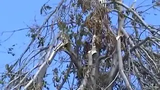 October Storm 2006