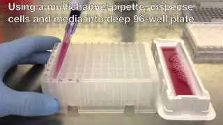Bio Assay Instructions