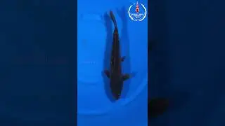Black Kumonriyu 41cm Marusei KoiFarm NFP5 97Imported from JapanBuy Japanese Koi Fish Online in India