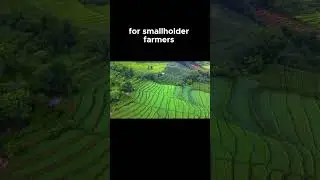 Smart Agriculture  Africa's Path to Prosperity