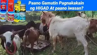 Paano Gamutin Pagnakakain ng HIGAD At paano iwasan?