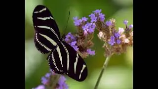 Honor Heights Park Butterfly Papilion