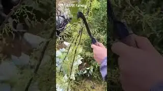 Cut the Small Branches, Keep the Big Ones for Propagation | ASMR Farming Pruning Sounds #asmr