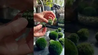 #marimo are spherical algae! 💚Add your name to waitlist for ethically sourced marimo, check website