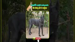 I will sell it to celebrities.. This dog costs 5 lakhs | #GreatDaneDogs #Shorts #KiranTvRythu