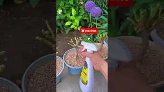 Pruning kalanchoe flower after blooms #flowers #gardenflower #plants #pruning