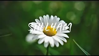 Daisies blinking gold