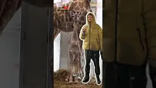 Жираф 🦒 Часть 2