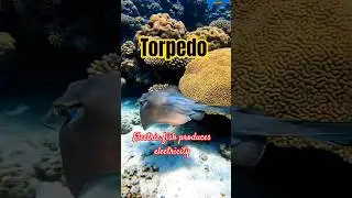 #science #aquatic #marinelife #electric #fish #trendingshorts #viralshorts
