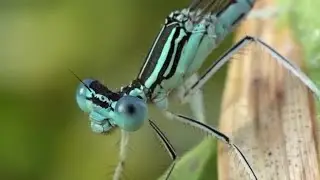 Blue-tailed Damselfly Stock Video
