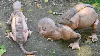 10 Unusual Animals You Won&rsquo;t Believe Actually Exist
