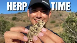 HERPING FOR HORNED LIZARDS