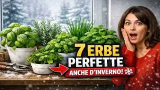 7 Erbe Aromatiche che Trasformeranno il Tuo Davanzale in un Orto Profumato (Anche d'Inverno!)