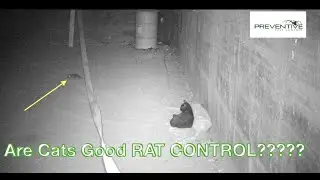 Are Cats Good Rat Control?