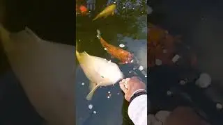 Nourrir sa carpe ko&iuml;